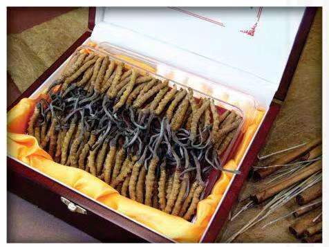 巫山冬虫夏草回收